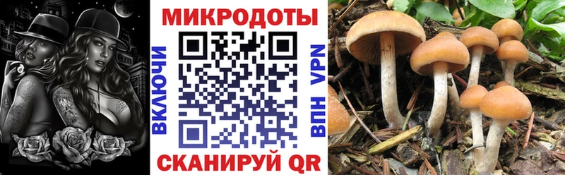 Псилоцибиновые грибы Cubensis Берёзовский